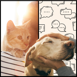 human with cat, human petting dog, and speech bubbles