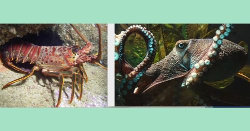 lobster otcopus