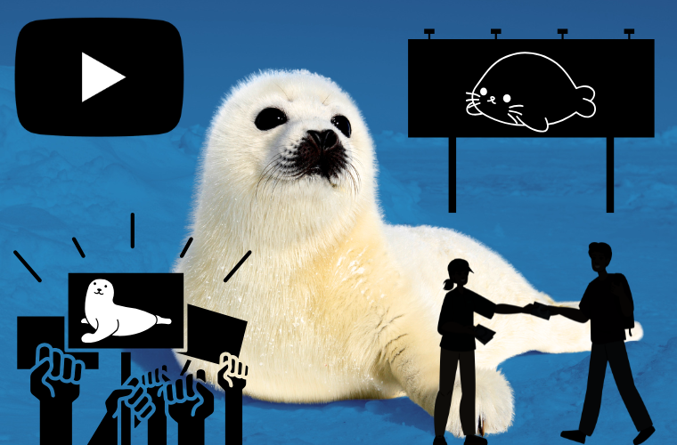 harp seal baby and images representing strategies