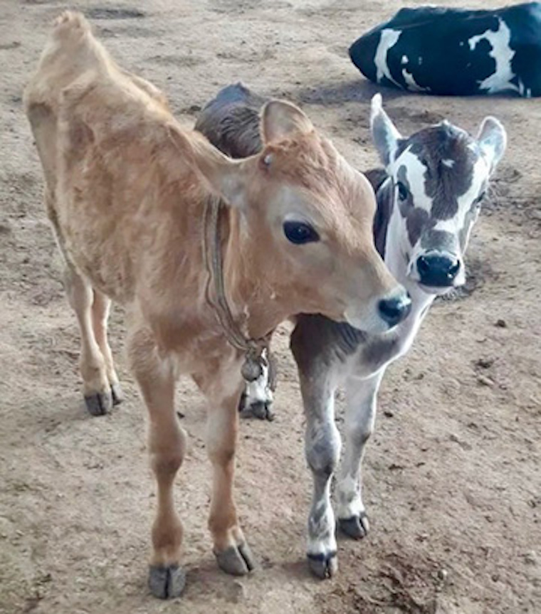 rescued Calves