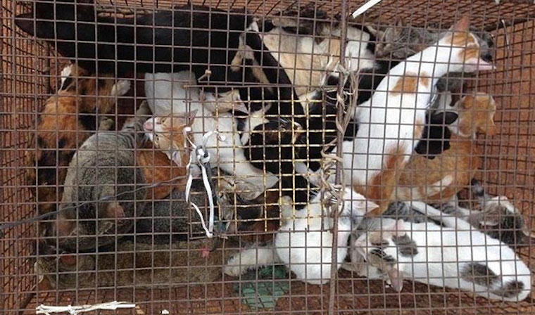 caged Cats