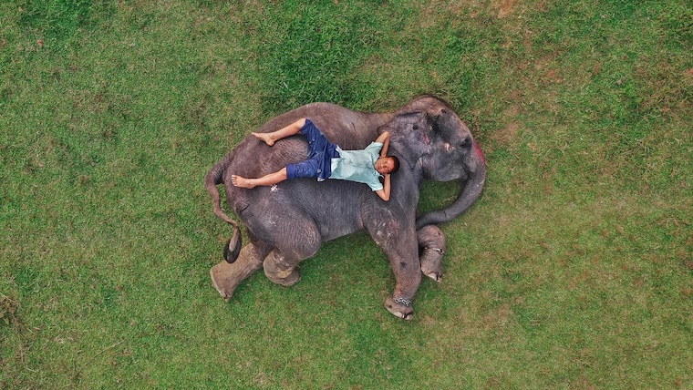 Elephant and Man
