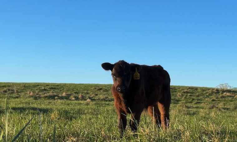 one Calf