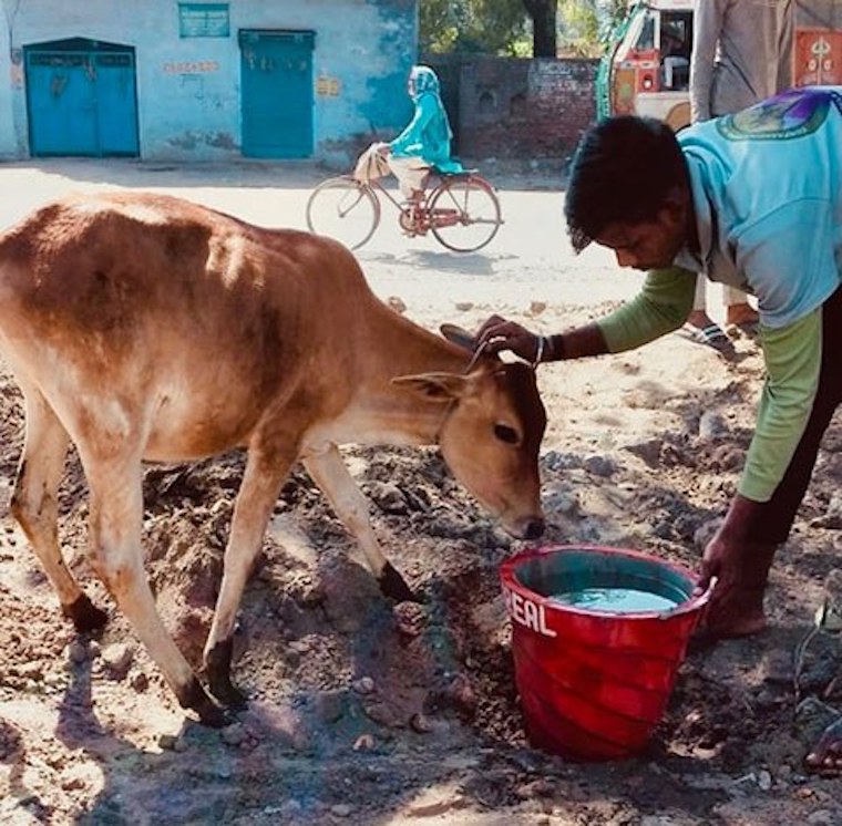 rescued Indian Cow