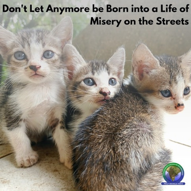 stray Indian Kittens