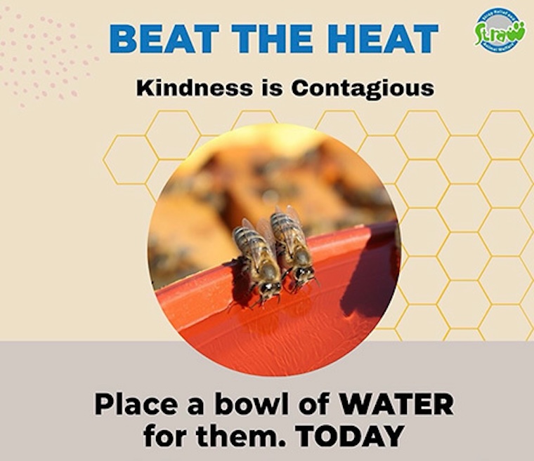 water for everybody
