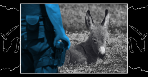 cop with gun and baby donkey
