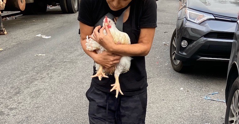rescued Chicken