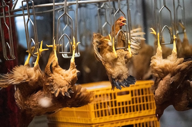 hanging Chickens
