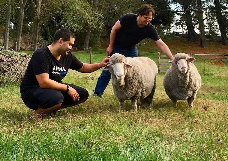 rescued Sheep