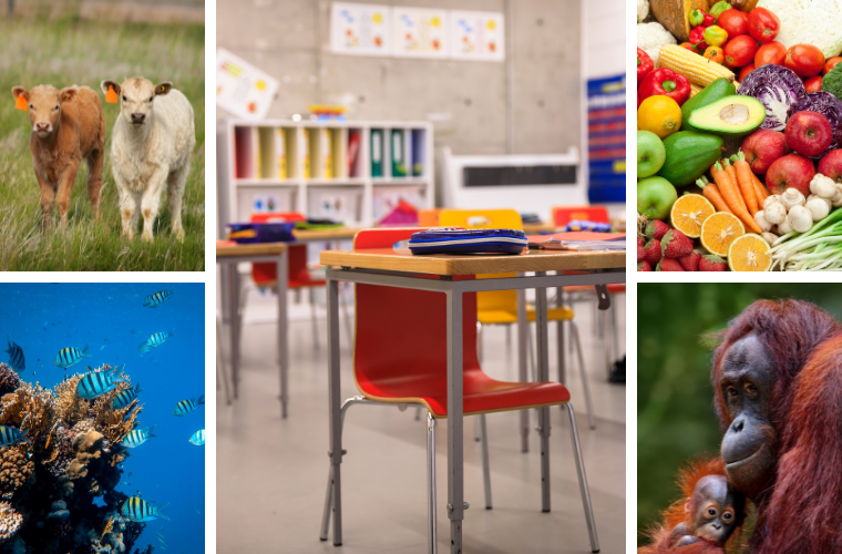 classroom, veggies, and creatures