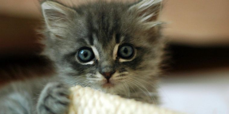 tabby Kitten