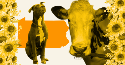 Pennsylvania, dog, cow, and sunflowers