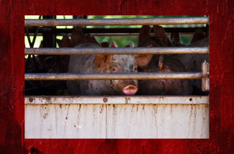 image of pig behind bars and blood background