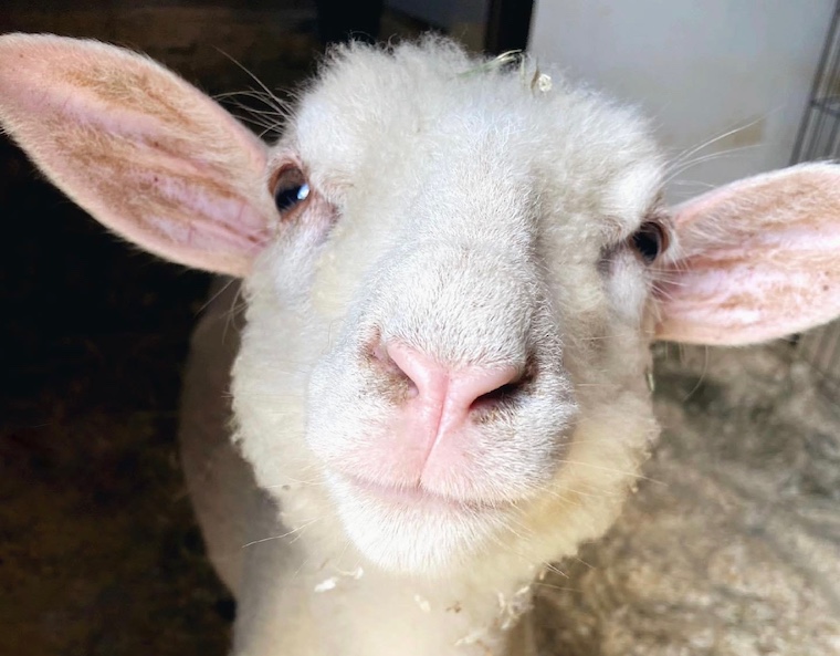 lamb