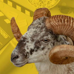 sheep, clapperboard, and popcorn