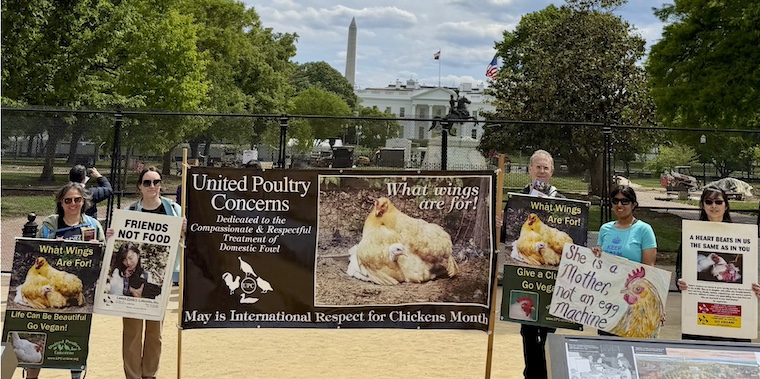 chicken ad on truck