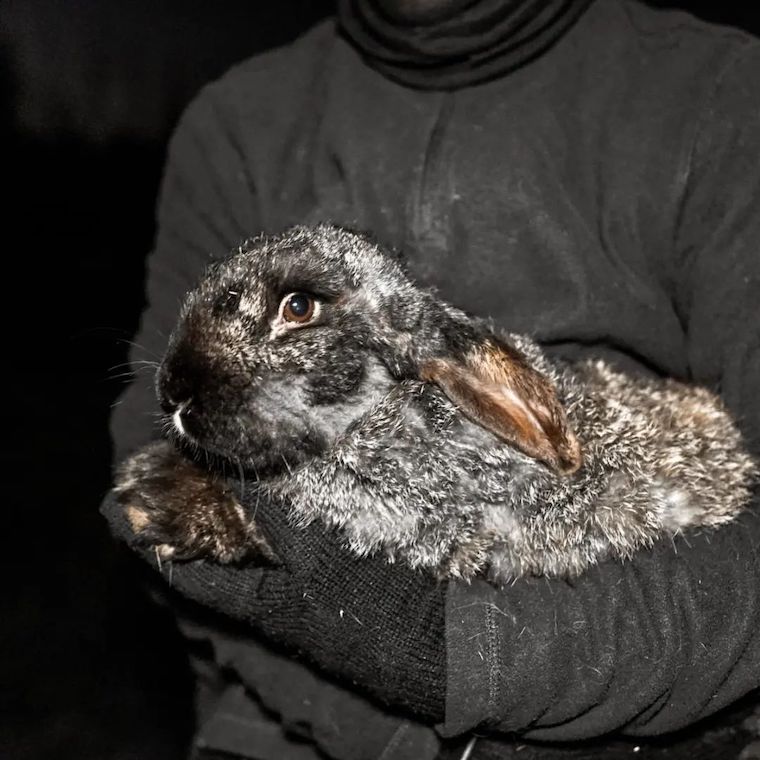 rescued Rabbit