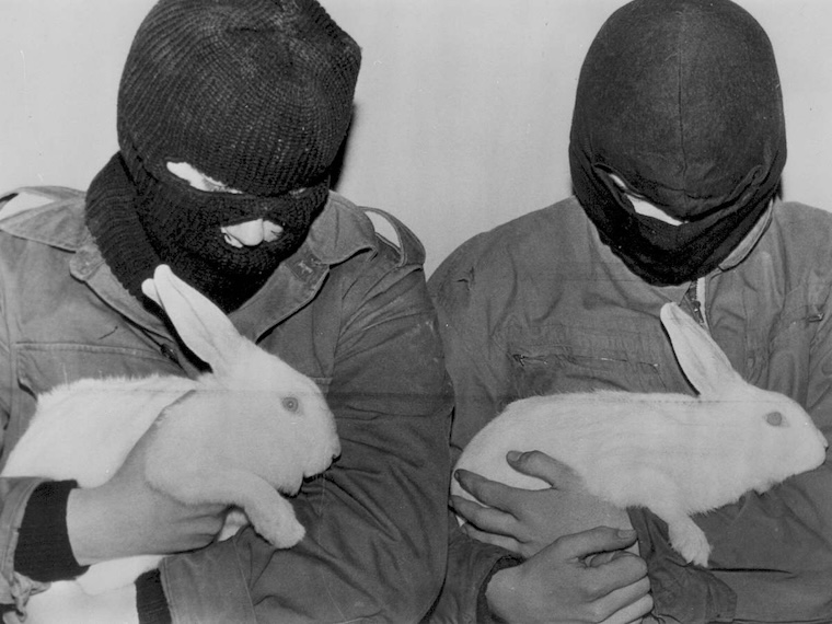 rescued Rabbits