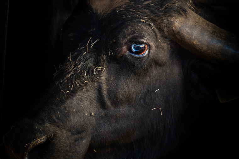 buffalo