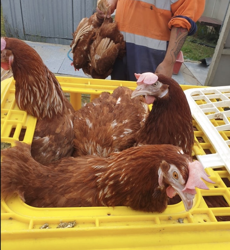 egg farm