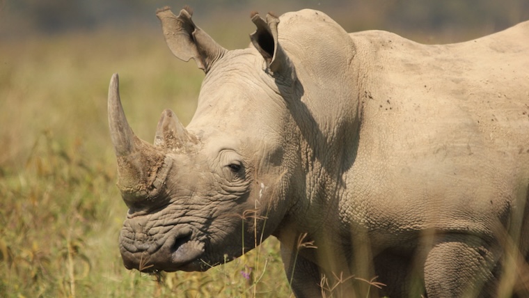 Rhino