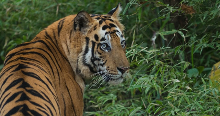 Siberian Tiger