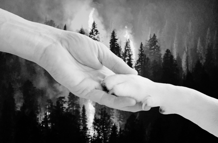 image of hand, paw, and forest fire
