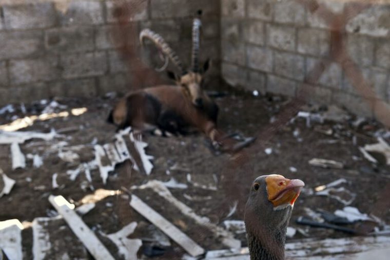 Gaza zoo bombing