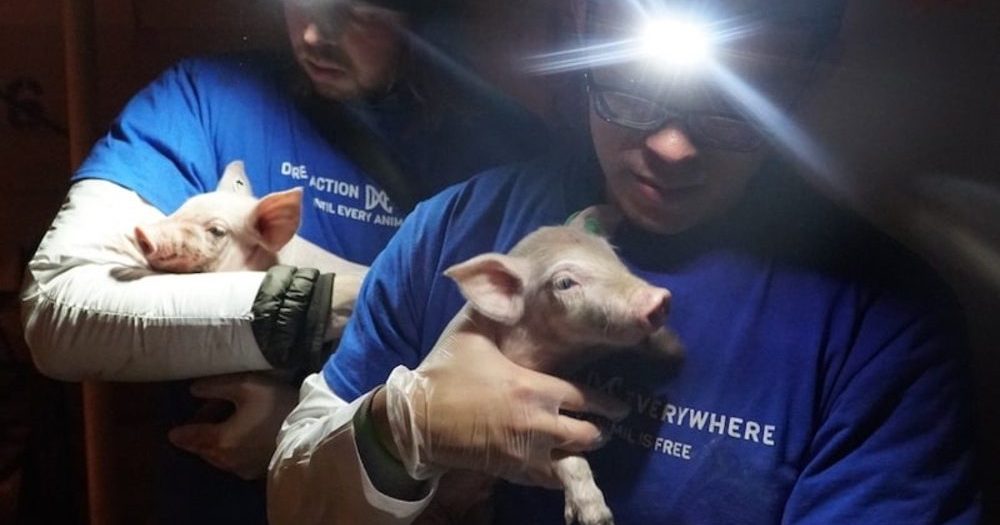 Rescuing Sick and Dying Animals from Factory Farms is the 'Right Thing ...