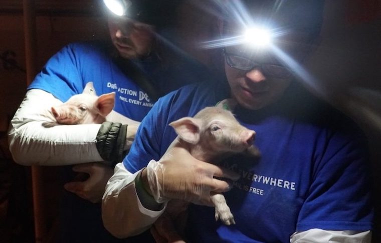 rescuing Piglets