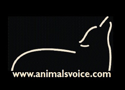 The Animals Voice Magazine: Back Issues Are Now Online!