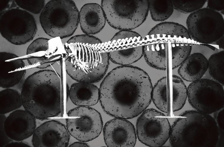 black and white image of whale bones against image of cells