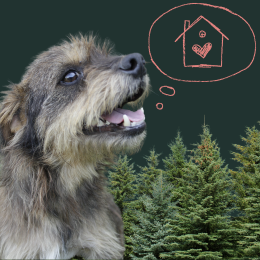 dog, trees, and thought bubble with cabin