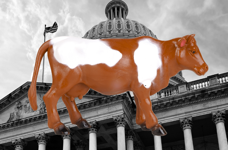 plastic cow and U.S. Capitol
