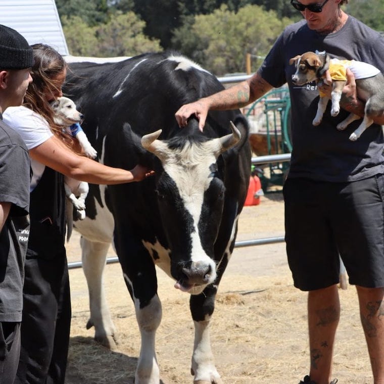sanctuary Cow