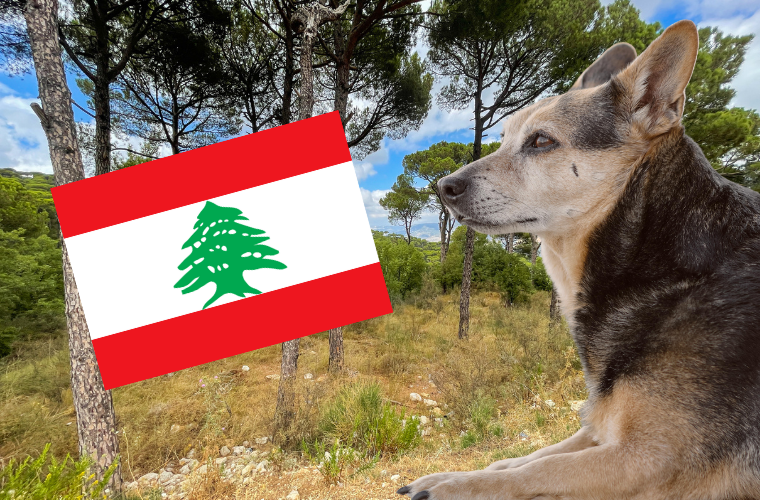 dog, trees, and flag of Lebanon