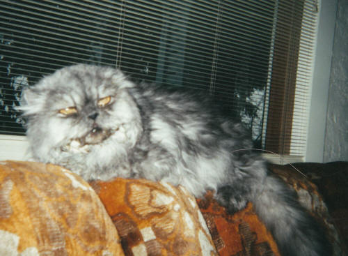 Ode to Mr Smokey Sweet