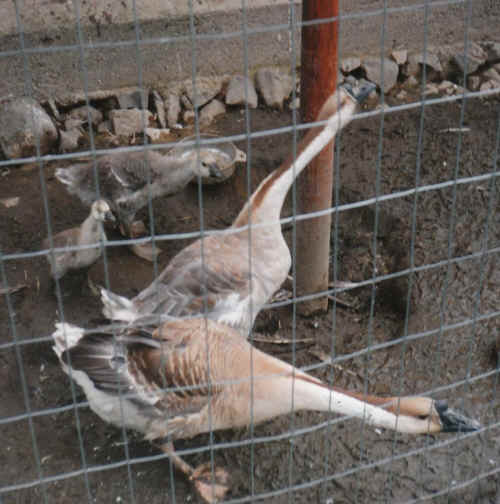 Gertrude, Olouse, and the Kids