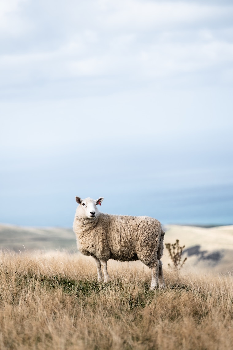 Sheep on hill