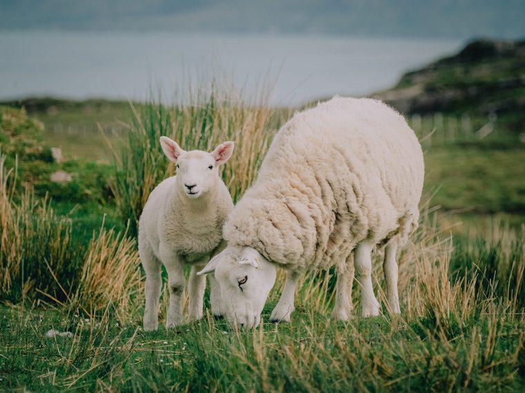 Ewe and Lamb