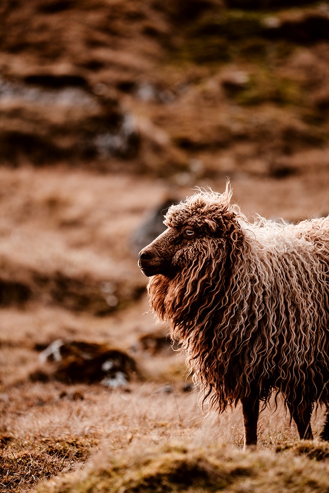 brown Sheep