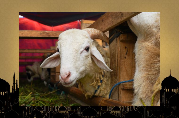 image with sheep waiting for slaughter