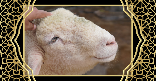 human petting sheep