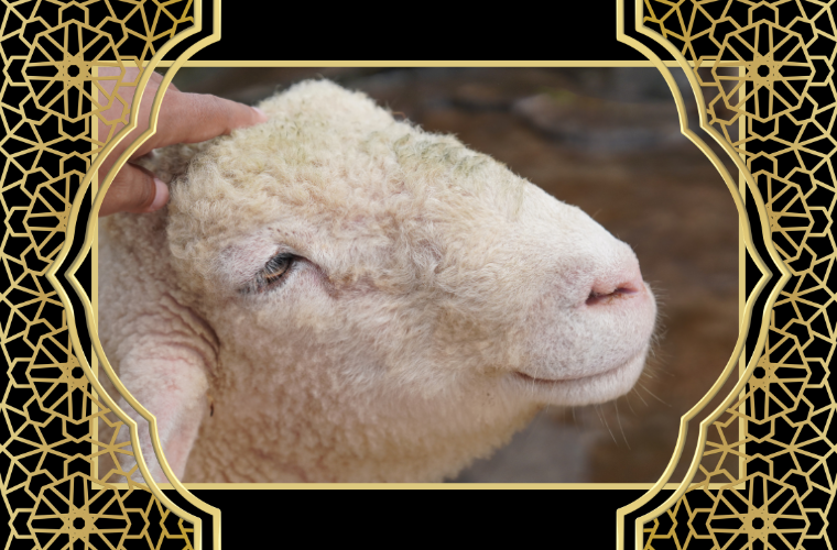 human petting sheep and words Happy Eid al-Adha
