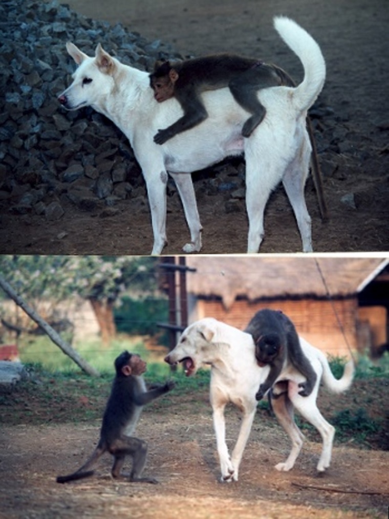 Monkeys and Dog Whitey