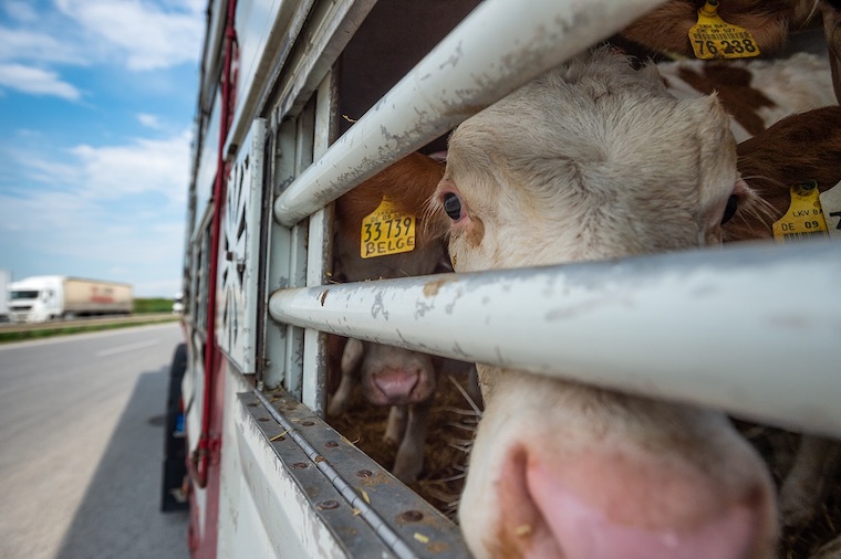 cattle truck