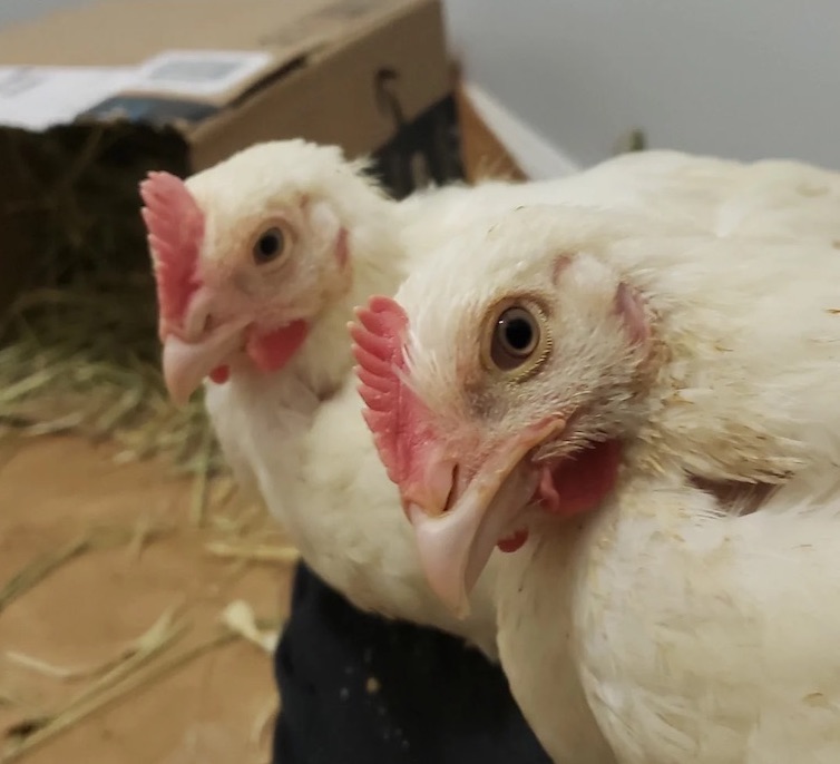 rescued Kaporos Chicks