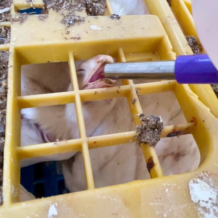 chicken in cage drinking water