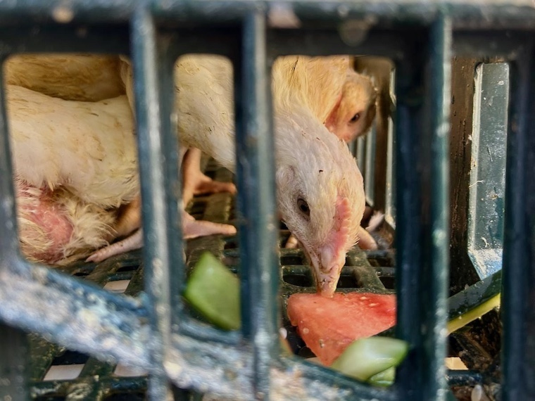 chicken in cage eating fruit